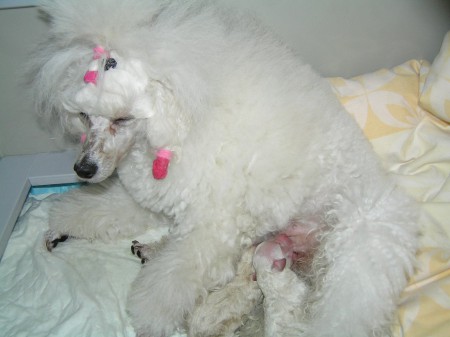 Dorly po porodu fenka a pejsek